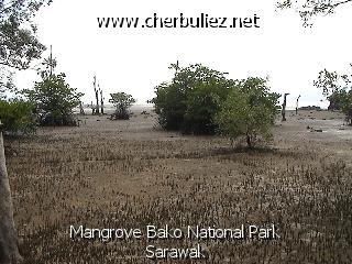 légende: Mangrove Bako National Park Sarawak
qualityCode=raw
sizeCode=half

Données de l'image originale:
Taille originale: 157720 bytes
Temps d'exposition: 1/600 s
Diaph: f/680/100
Heure de prise de vue: 2002:09:12 15:22:42
Flash: non
Focale: 42/10 mm
